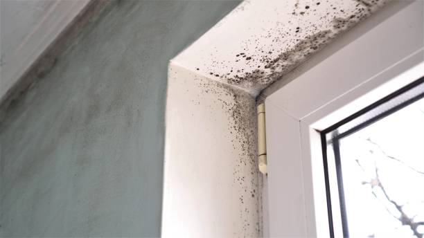 Best Black Mold Removal  in West Mifflin, PA