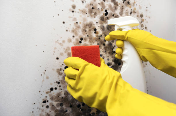 Best Crawl Space Mold Removal  in West Mifflin, PA