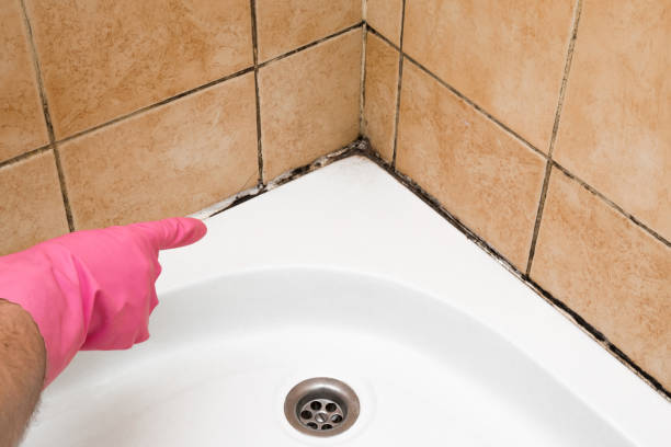 Best Mold Damage Repair  in West Mifflin, PA