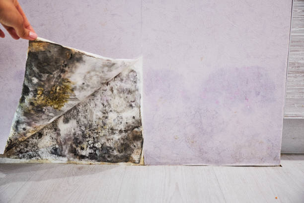 Best Mold Removal Company Near Me  in West Mifflin, PA